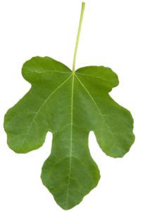 Image of a fig leaf displayed vertically