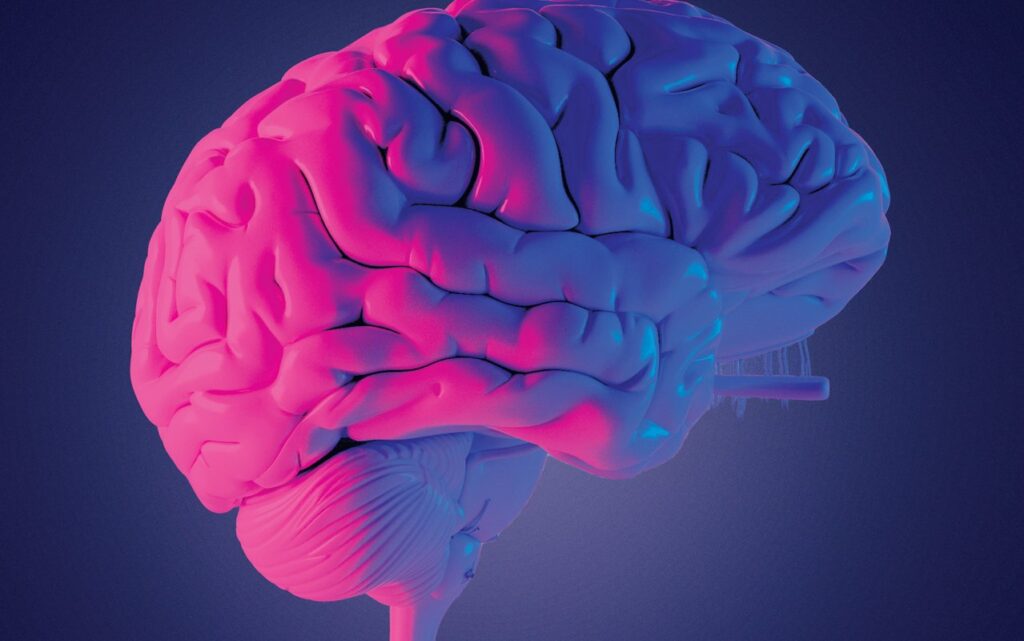 Image of a Brain